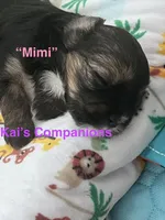 Mimi [Goes home trained], a female Morkie for sale in Charlotte, NC – Photo 2 of 3