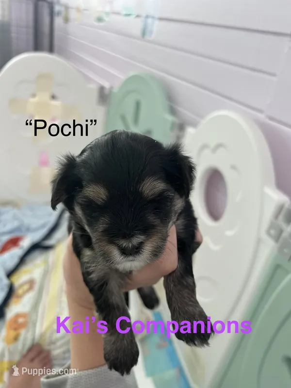 Pochi [Goes home trained], a male Morkie for sale in Charlotte, NC – Photo 1 of 3