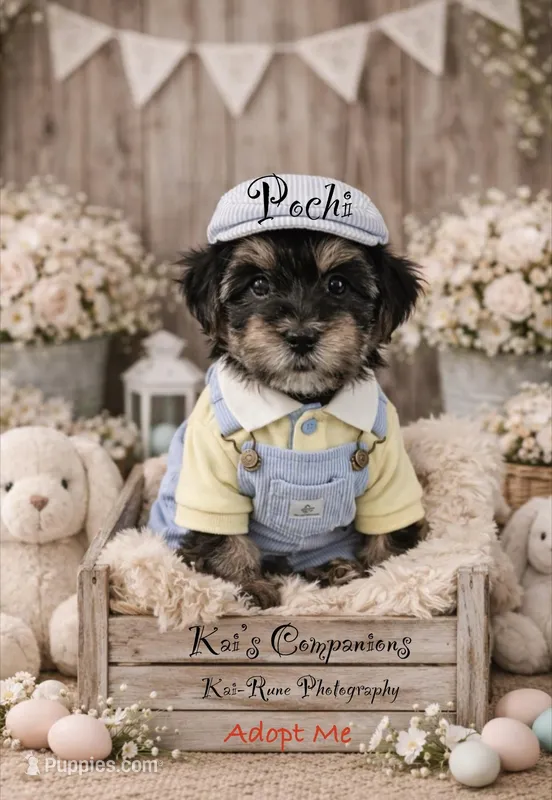 Pochi [Goes home trained] – Morkie puppy for sale in Charlotte, NC