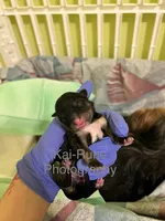 Pochi [Goes home trained], a male Morkie for sale in Charlotte, NC – Photo 3 of 3