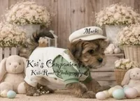 Mochi [Trained], a male Morkie for sale in Charlotte, NC – Photo 3 of 7