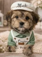 Mochi [Trained], a male Morkie for sale in Charlotte, NC – Photo 1 of 7