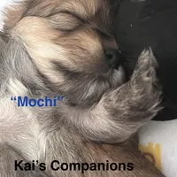 Mochi [Trained], a male Morkie for sale in Charlotte, NC – Photo 6 of 7