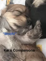 Mochi [Goes home trained], a male Morkie for sale in Charlotte, NC – Photo 2 of 3