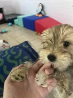 Mochi, a male Morkie for sale in Charlotte, NC – Photo 2 of 10