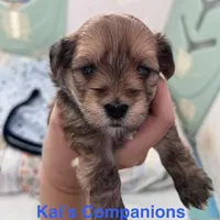 Mochi [Trained], a male Morkie for sale in Charlotte, NC – Photo 5 of 7