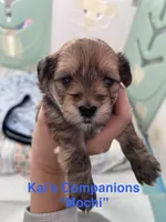 Mochi [Goes home trained], a male Morkie for sale in Charlotte, NC – Photo 1 of 3