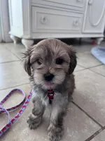 Mochi, a male Morkie for sale in Charlotte, NC – Photo 3 of 10