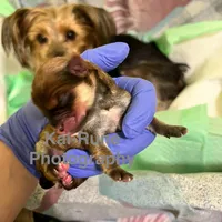 Mochi [Trained], a male Morkie for sale in Charlotte, NC – Photo 7 of 7