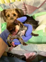 Mochi [Goes home trained], a male Morkie for sale in Charlotte, NC – Photo 3 of 3