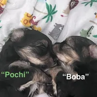 Boba [Partially Trained], a male Morkie for sale in Charlotte, NC – Photo 6 of 7