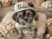 Boba [Partially Trained], a male Morkie for sale in Charlotte, NC – Photo 2 of 7