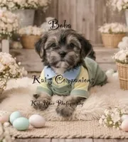 Boba [Partially Trained], a male Morkie for sale in Charlotte, NC – Photo 4 of 7