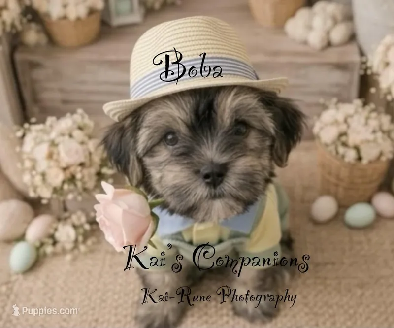 Boba [Goes home trained] – Morkie puppy for sale in Charlotte, NC
