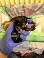 Boba [Goes home trained], a male Morkie for sale in Charlotte, NC – Photo 3 of 3