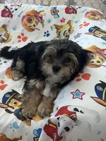 Boba, a male Morkie for sale in Charlotte, NC – Photo 1 of 9