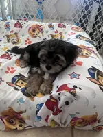 Boba, a male Morkie for sale in Charlotte, NC – Photo 2 of 9