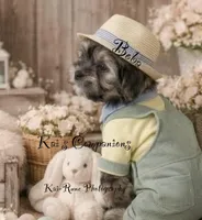 Boba [Partially Trained], a male Morkie for sale in Charlotte, NC – Photo 3 of 7