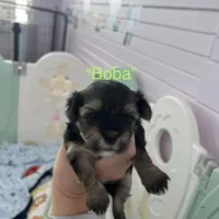 Boba [Partially Trained], a male Morkie for sale in Charlotte, NC – Photo 5 of 7