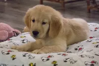 Goku, a male Golden Retriever for sale in Lakeland, FL – 5 of 5