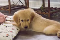 Goku, a male Golden Retriever for sale in Lakeland, FL – 2 of 5