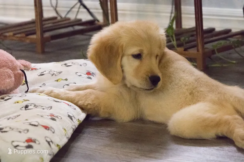 Goku – Golden Retriever puppy for sale in Lakeland, FL