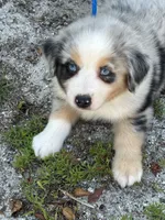 Echo, a male Australian Shepherd for sale in Florida, FL – 3 of 3