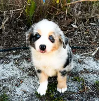Echo, a male Australian Shepherd for sale in Florida, FL – 2 of 3
