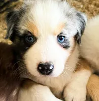 Echo, a male Australian Shepherd for sale in Florida, FL – 1 of 3