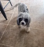 Bunny , a female Cavapoo for sale in Aiken, SC – Photo 5 of 7
