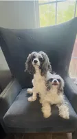 Bunny , a female Cavapoo for sale in Aiken, SC – Photo 3 of 7