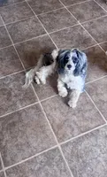 Bunny , a female Cavapoo for sale in Aiken, SC – Photo 7 of 7