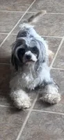 Lilly, a female Cavapoo for sale in Aiken, SC – Photo 6 of 6