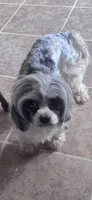 Bunny , a female Cavapoo for sale in Aiken, SC – Photo 1 of 7