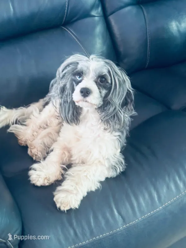 Lilly🥰 – Cavapoo puppy for sale in Aiken, SC