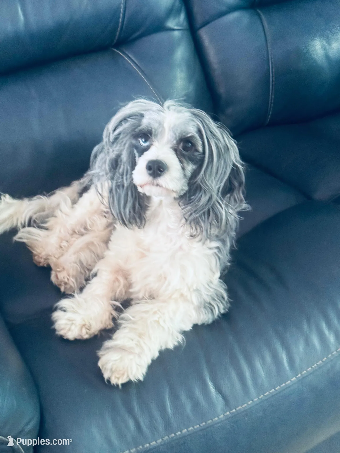 Lilly🥰, a female Cavapoo for sale in Aiken, SC – 1 of 2