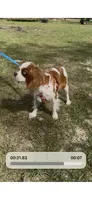 Clara , a female Cavalier King Charles Spaniel for sale in Aiken, SC – Photo 3 of 3