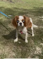 Clara , a female Cavalier King Charles Spaniel for sale in Aiken, SC – Photo 2 of 3