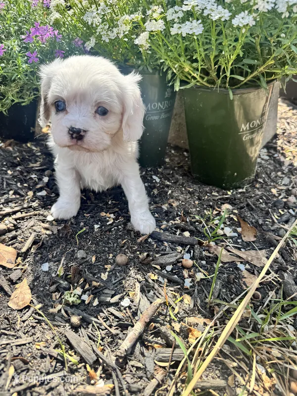  Lil Bunny Patches  – Cavalier King Charles Spaniel puppy for sale in Aiken, SC
