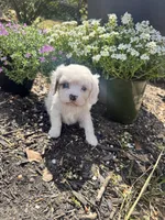 Patches Pending , a female Cavalier King Charles Spaniel for sale in Aiken, SC – Photo 1 of 7