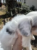 Patches Pending , a female Cavalier King Charles Spaniel for sale in Aiken, SC – Photo 4 of 7