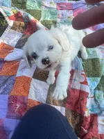 Patches Ready4U, a female Cavalier King Charles Spaniel for sale in Aiken, SC – Photo 8 of 10