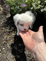 Patches Pending , a female Cavalier King Charles Spaniel for sale in Aiken, SC – Photo 5 of 7