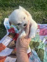 Patches Ready4U, a female Cavalier King Charles Spaniel for sale in Aiken, SC – Photo 9 of 10