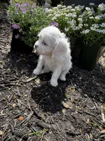 Patches Pending , a female Cavalier King Charles Spaniel for sale in Aiken, SC – Photo 3 of 7