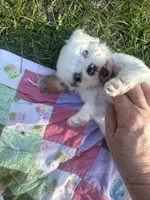 Patches Ready4U, a female Cavalier King Charles Spaniel for sale in Aiken, SC – Photo 10 of 10