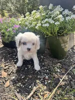 Patches Pending , a female Cavalier King Charles Spaniel for sale in Aiken, SC – Photo 6 of 7