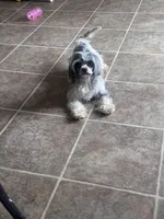 Lilly, a female Cavapoo for sale in Aiken, SC – Photo 3 of 6
