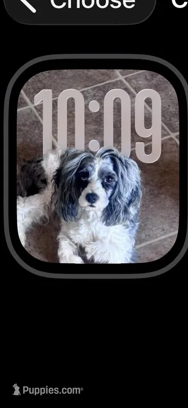 Lilly, a female Cavapoo for sale in Aiken, SC – Photo 1 of 6