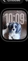 Lilly, a female Cavapoo for sale in Aiken, SC – Photo 1 of 6